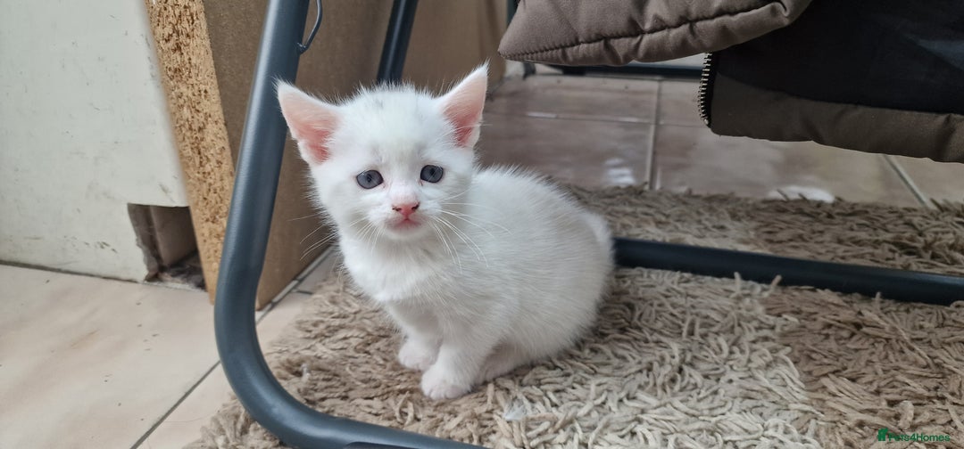 Mixed Breed cats for sale: White kittens. Ready Now. £150 each - Image 21