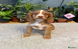 Cocker Spaniel dogs for sale: Four beautiful *working* cocker spaniel puppies - Advert 11
