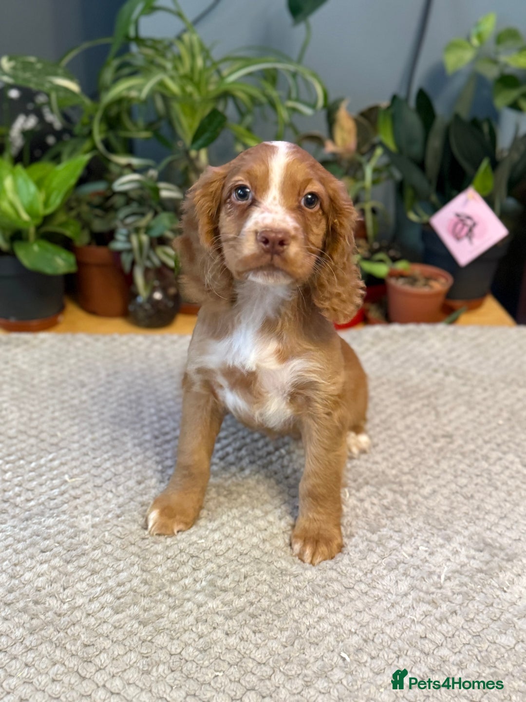 Cocker Spaniel dogs for sale: Four beautiful *working* cocker spaniel puppies - Advert 11