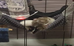 Rat rodents for sale: 3 female rats and enclosure - Advert 2