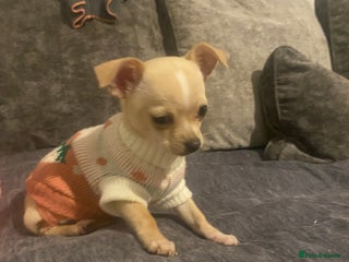 Chihuahua dogs CHIHUAHUA PUPS 2 GIRLS 1 GIRL LAVENDER ECRU - Advert 6