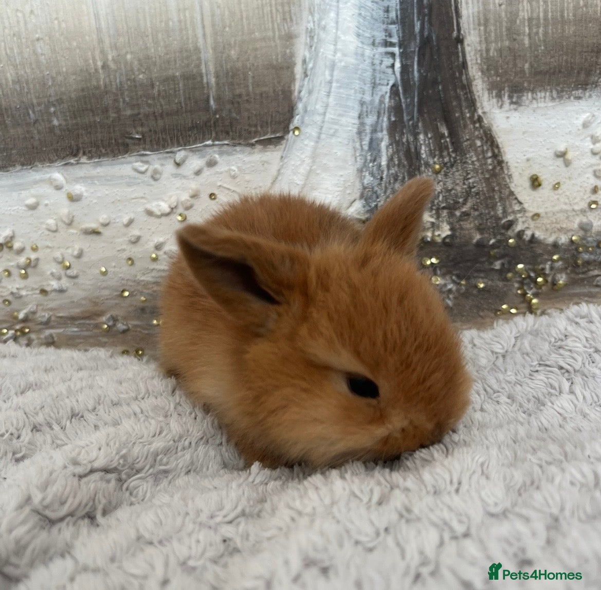 Mini Lop rabbits 🐰Pure Bred (4w old) Mini Lop Babies - Advert 2