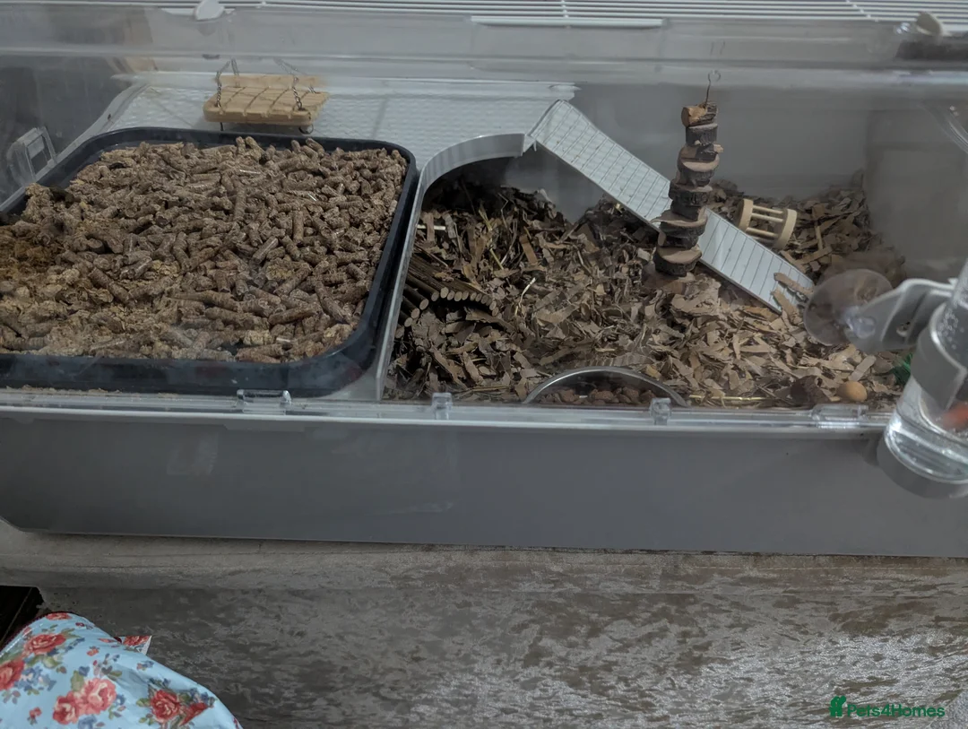 Pygmy Hedgehog rodents for sale: Pygmy hedgehog  - Advert 5