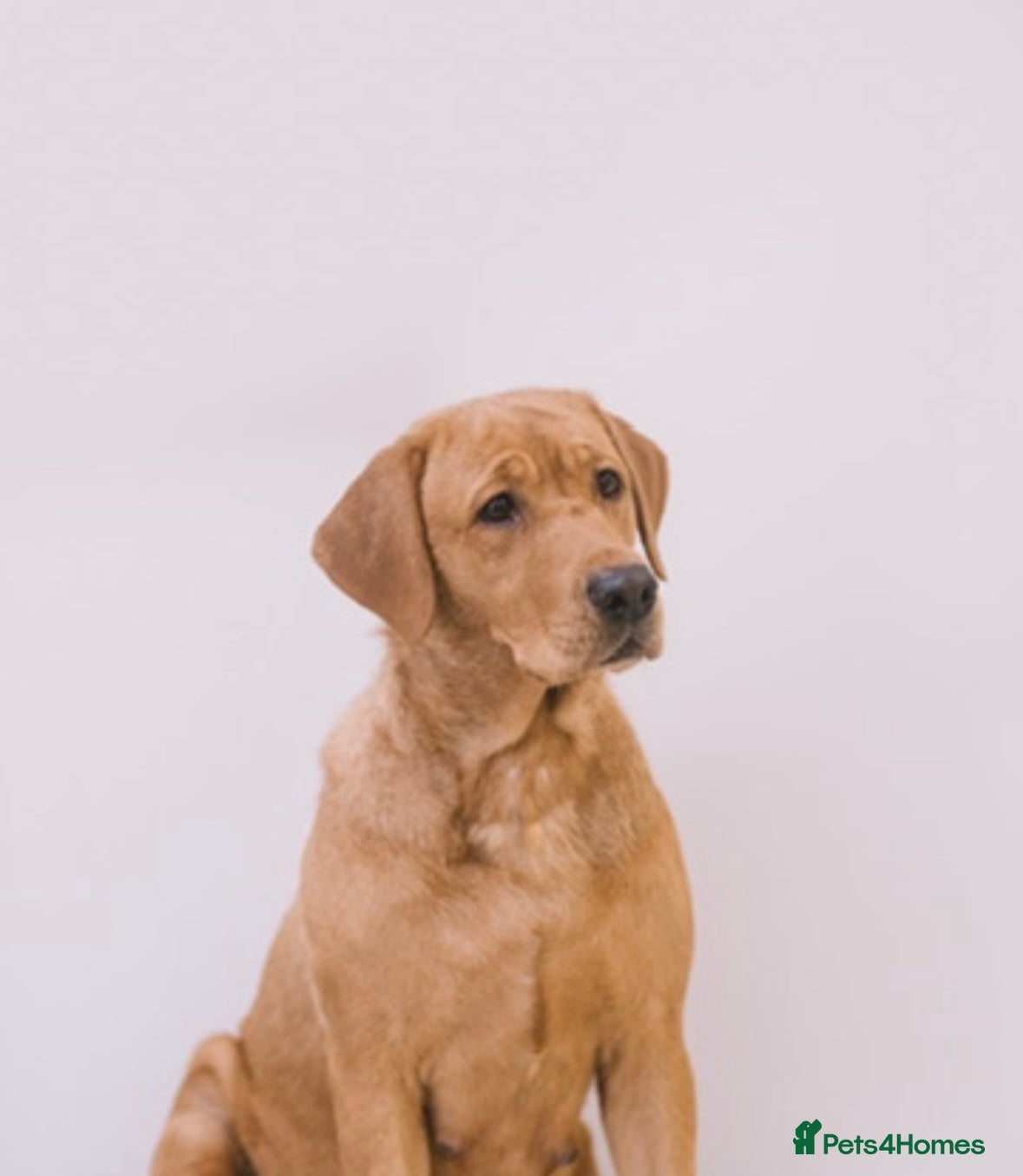 Labrador Retriever dogs 🐾KC Registered Fox Red & Black Labrador Puppies🐾 - Advert 8