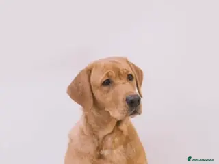 Labrador Retriever dogs 🐾KC Registered Fox Red & Black Labrador Puppies🐾 - Advert 8