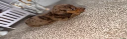 Miniature Dachshund dogs for sale: Long hair miniature dachshund  - Advert 1