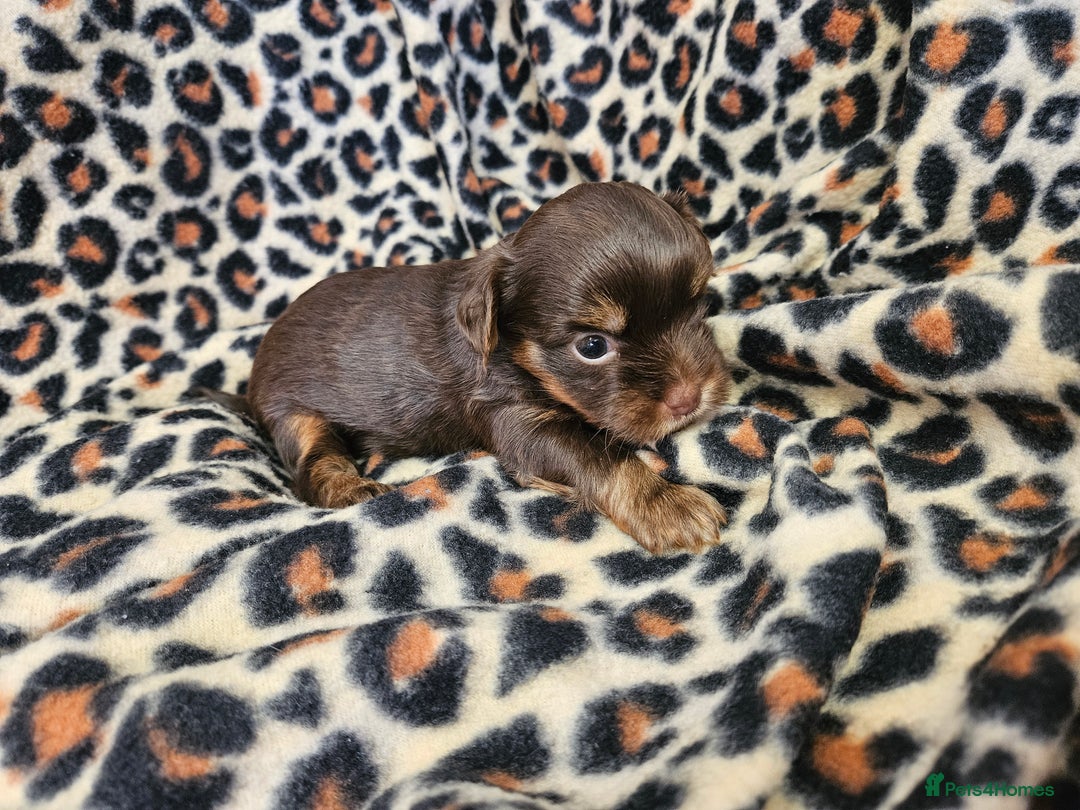 Yorkshire Terrier dogs for sale: 🤎 DNA tested parents 🤎 Yorkie puppies  - Advert 23