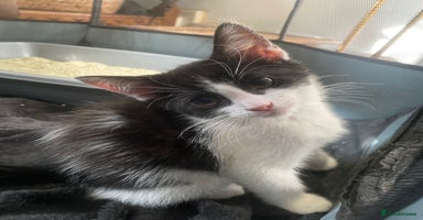 Mixed Breed cats - Advert 11