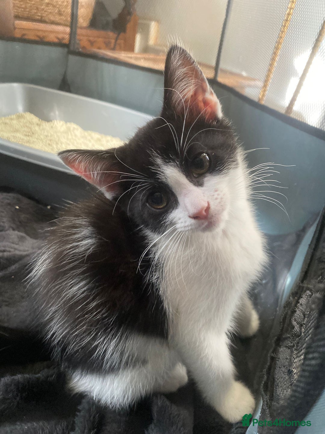 Mixed Breed cats for sale: 10 week old kitten  - Image 2
