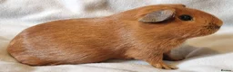Guinea Pig rodents for sale: Adoption - Bonded Pair Boar(Boy) Guinea Pigs - Advert 3