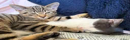 Mixed Breed cats for sale: 4 kittens for sale, 2 male, 2 female - Advert 3