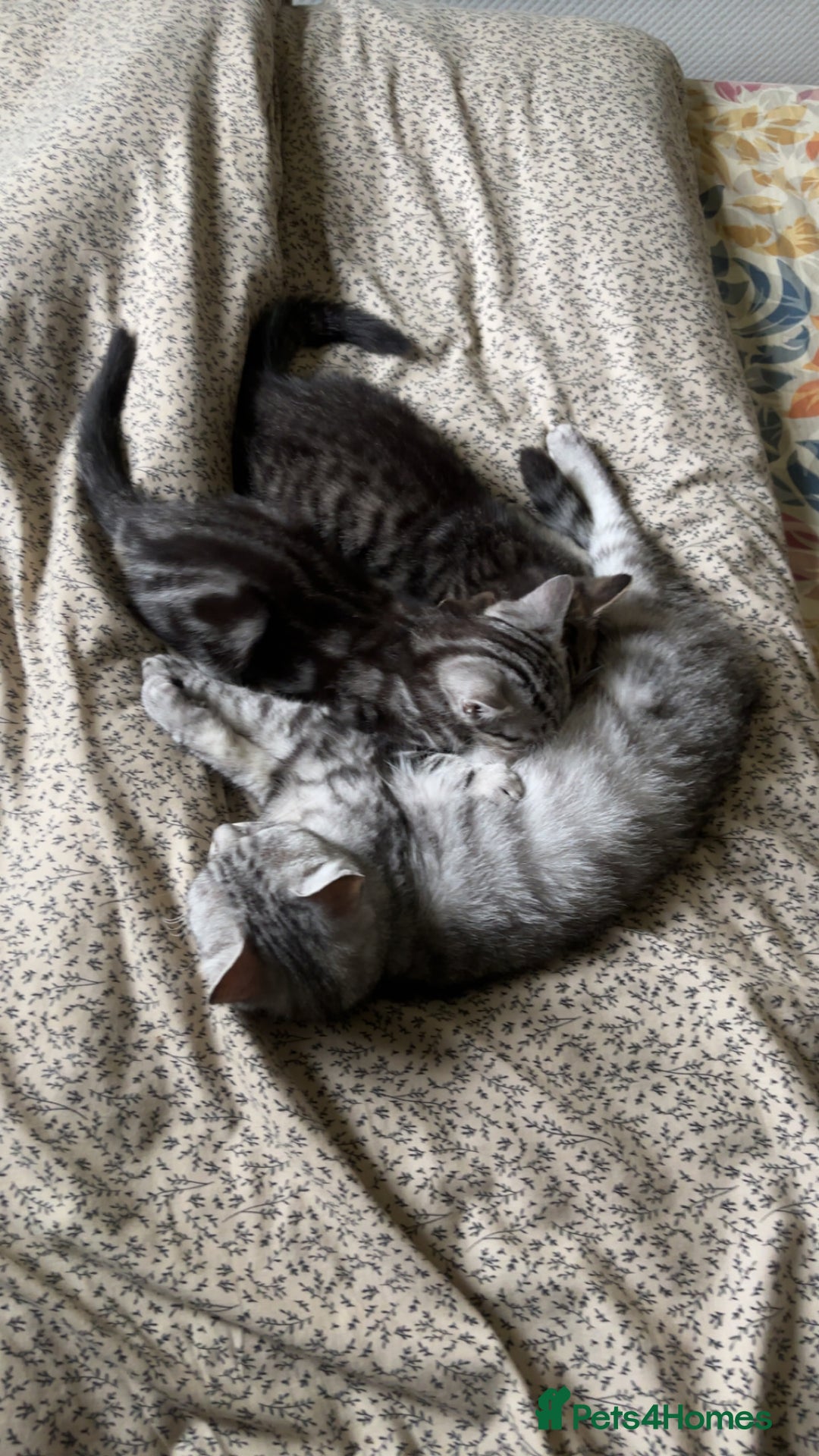 Mixed Breed cats for sale: Tabby female Cat / Persian mix - Image 5