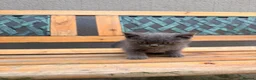 British Shorthair cats for sale: 🐾 Stunning Purebred British Shorthair Kittens - Advert 5