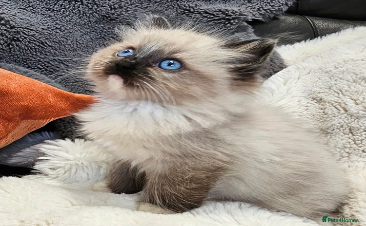 Ragdoll cats - Advert 4