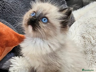 Ragdoll cats - Advert 3