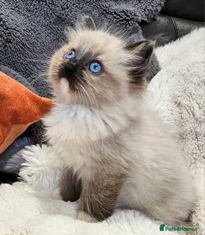 Ragdoll cats for sale - Advert 4