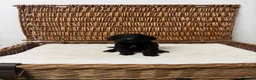 Cockapoo dogs for sale: F1 Toy Cockapoo Puppies – DNA-Tested Parents - Advert 7