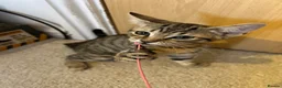 Domestic Shorthair cats for sale: Adorable Tabby Kittens Seeking Their Forever Homes - Advert 16