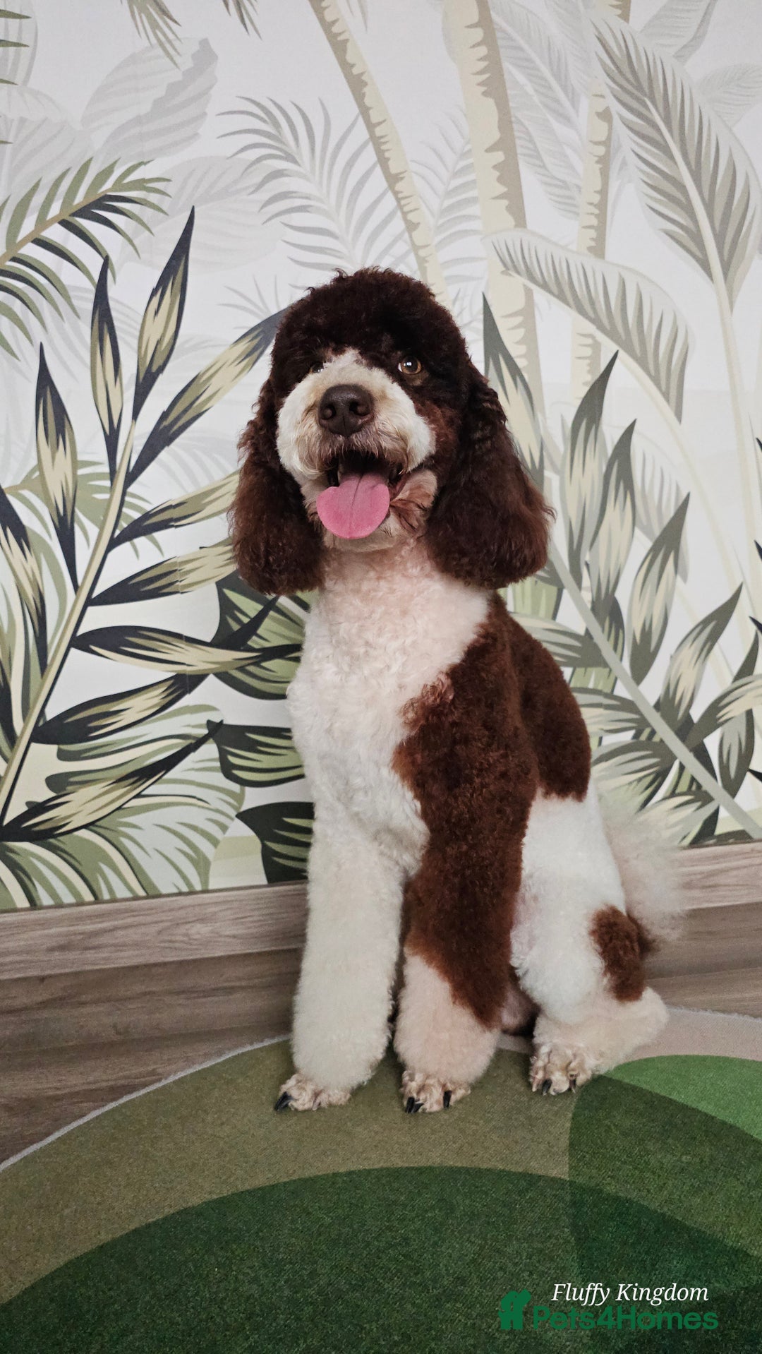 Poodle dogs for stud: FULLY HEALTH TESTED MOYEN POODLE STUD! in Kettering - Image 16