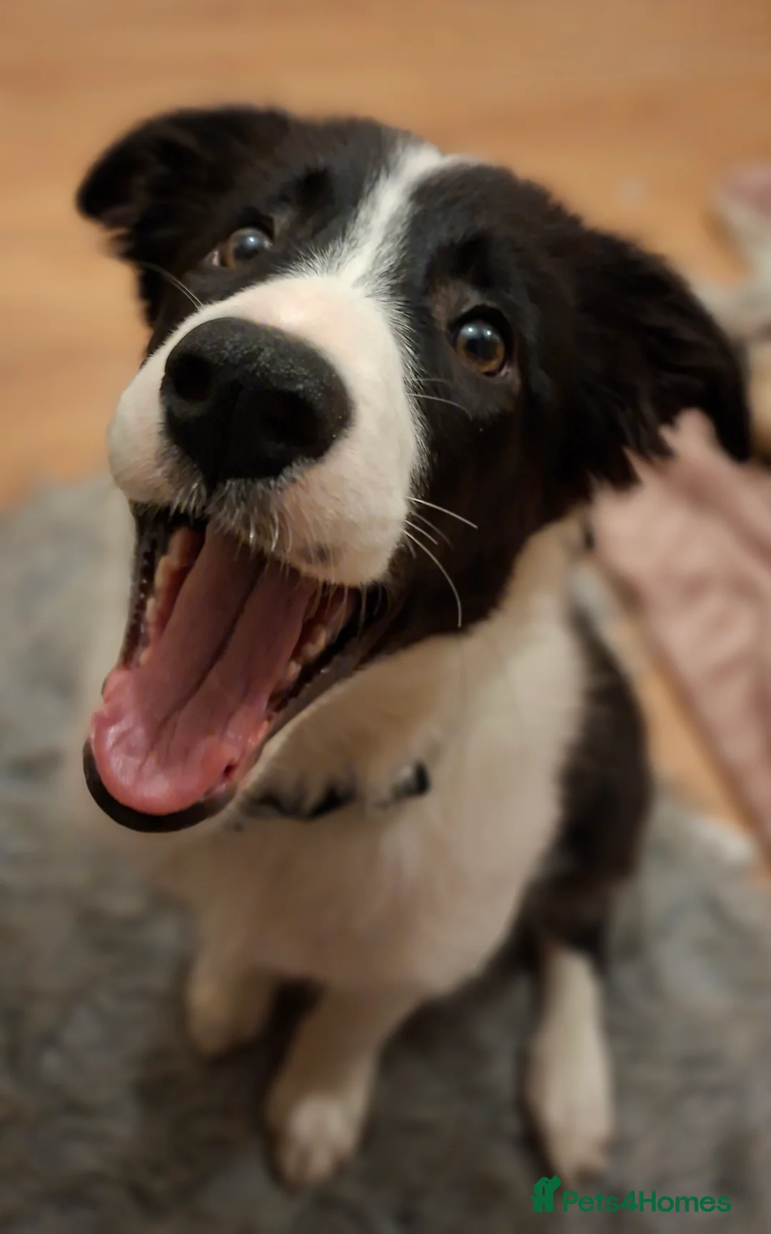 Border Collie dogs for sale: Poppy - Advert 1
