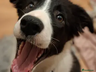 Border Collie dogs Poppy - Advert 1