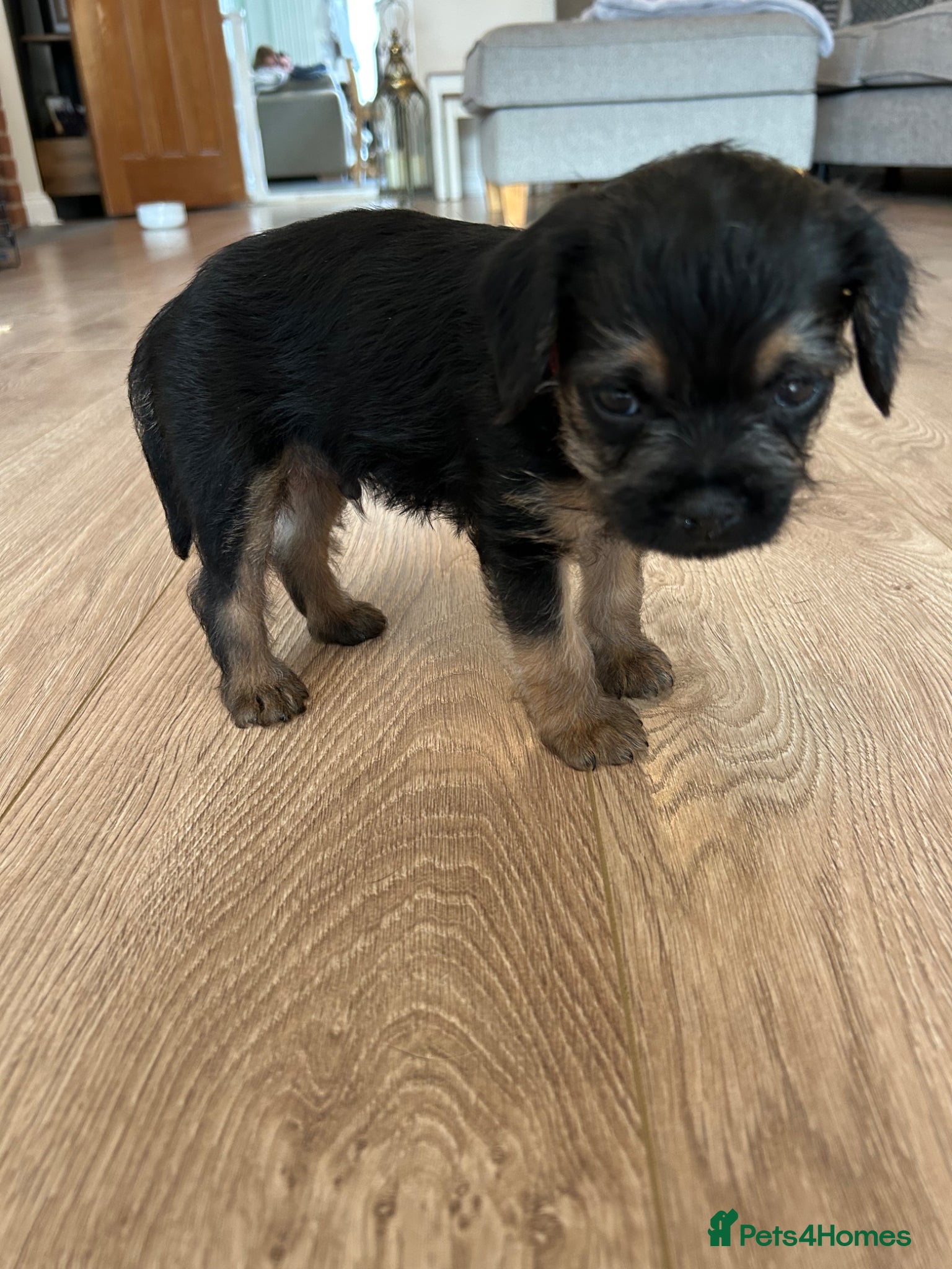 Border Terrier dogs KC Registered, SLEM clear Border Terrier - Advert 6