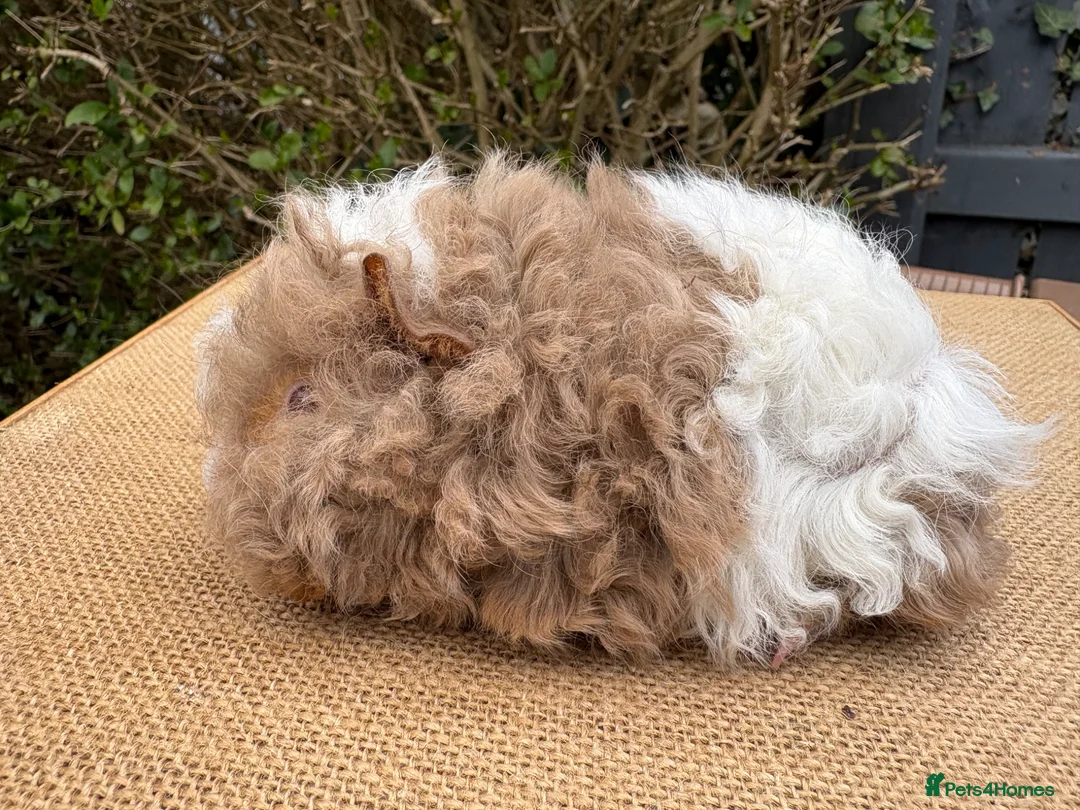 Guinea Pig rodents for sale: Lunkarya guinea pigs - Advert 1