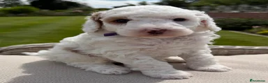 Australian Labradoodle 6