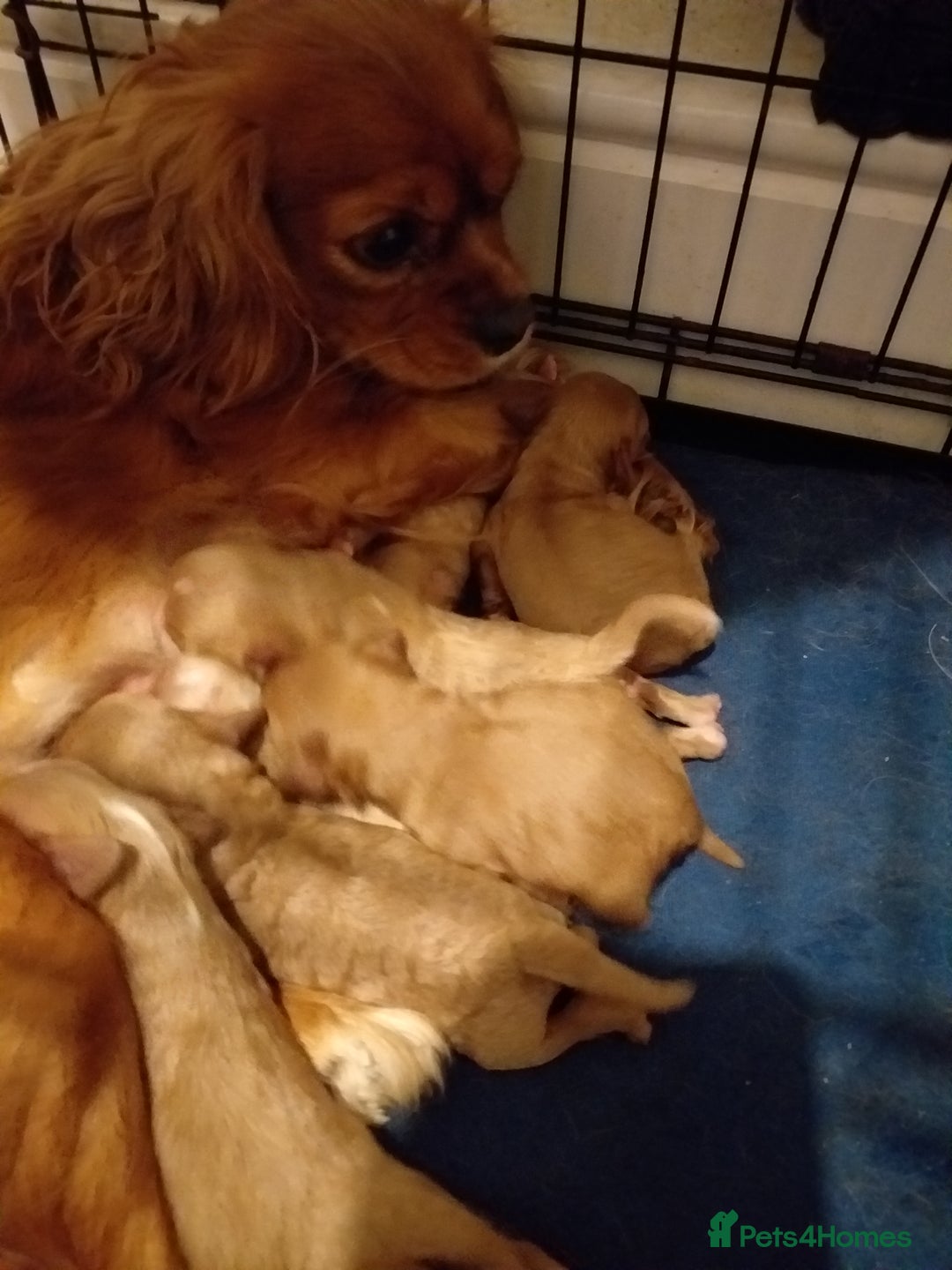 Cavapoo dogs for sale: X2 female f1 cavapoos left  - Image 4