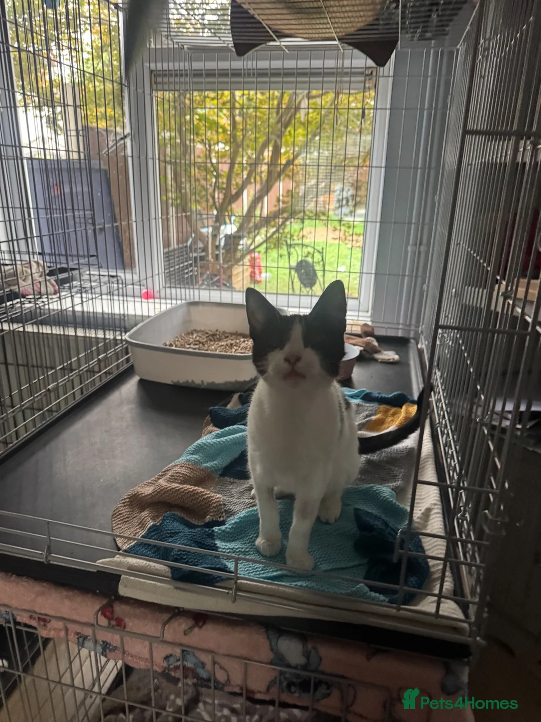 Domestic Shorthair cats for adoption: Keira - Adopt Cats in Crisis East London - Advert 2