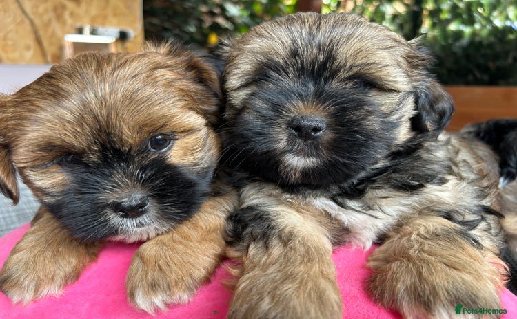 Shorkie dogs - Advert 1