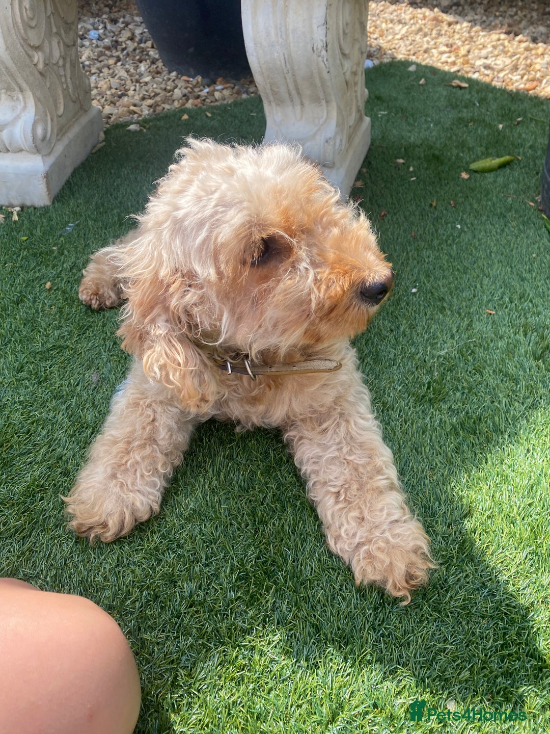 Cockapoo dogs for sale: Gorgeous American cockapoos  - Image 14
