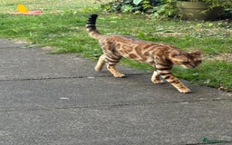 Bengal cats for sale: She very beautiful  - Image 17