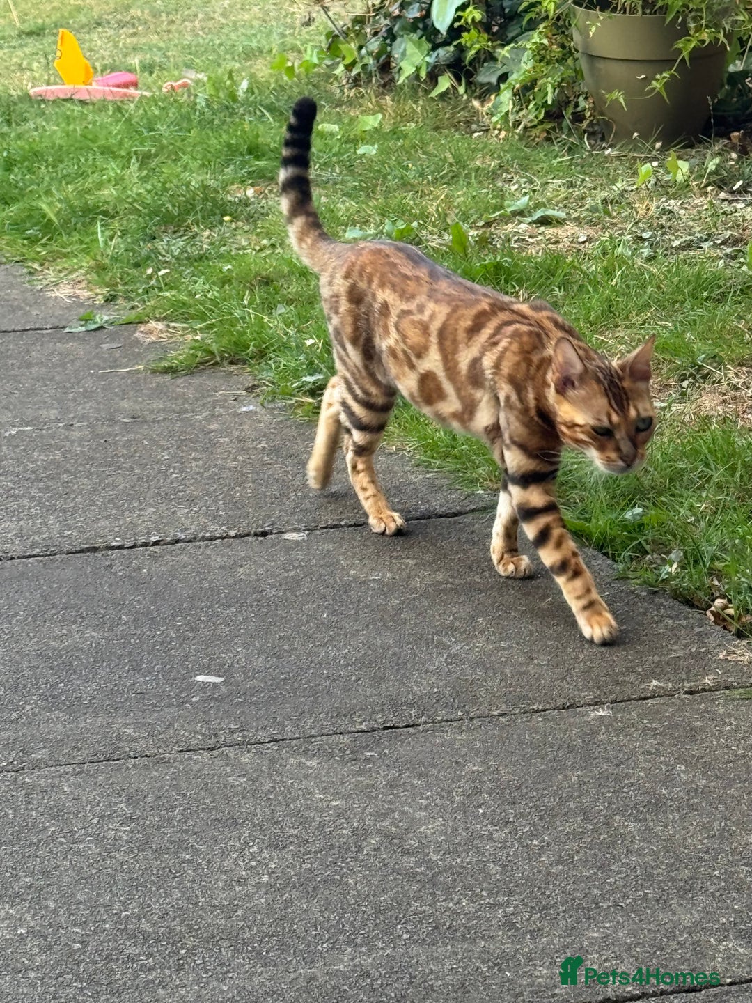 Bengal cats for sale: She very beautiful  - Image 17