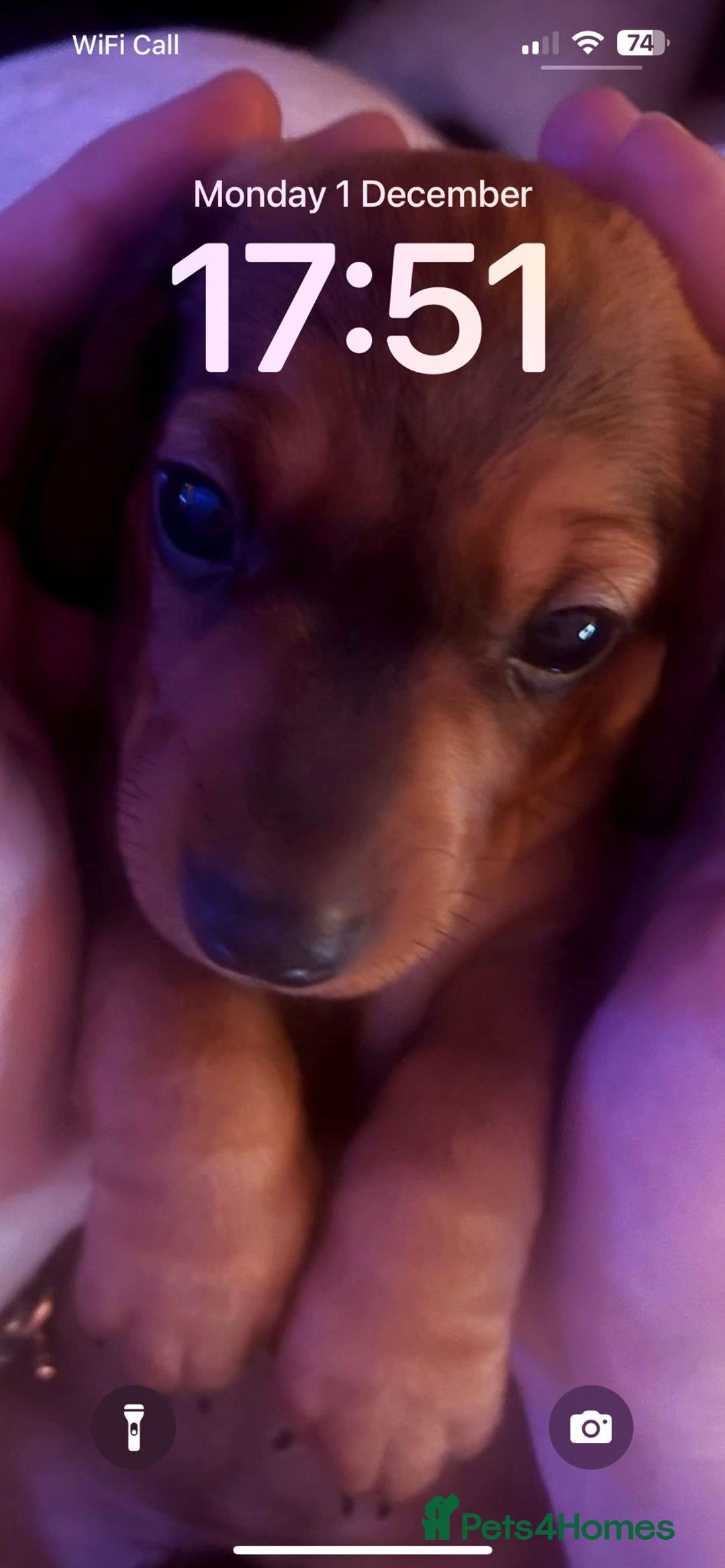 Miniature Dachshund dogs for sale: Miniature dachshund  - Advert 3