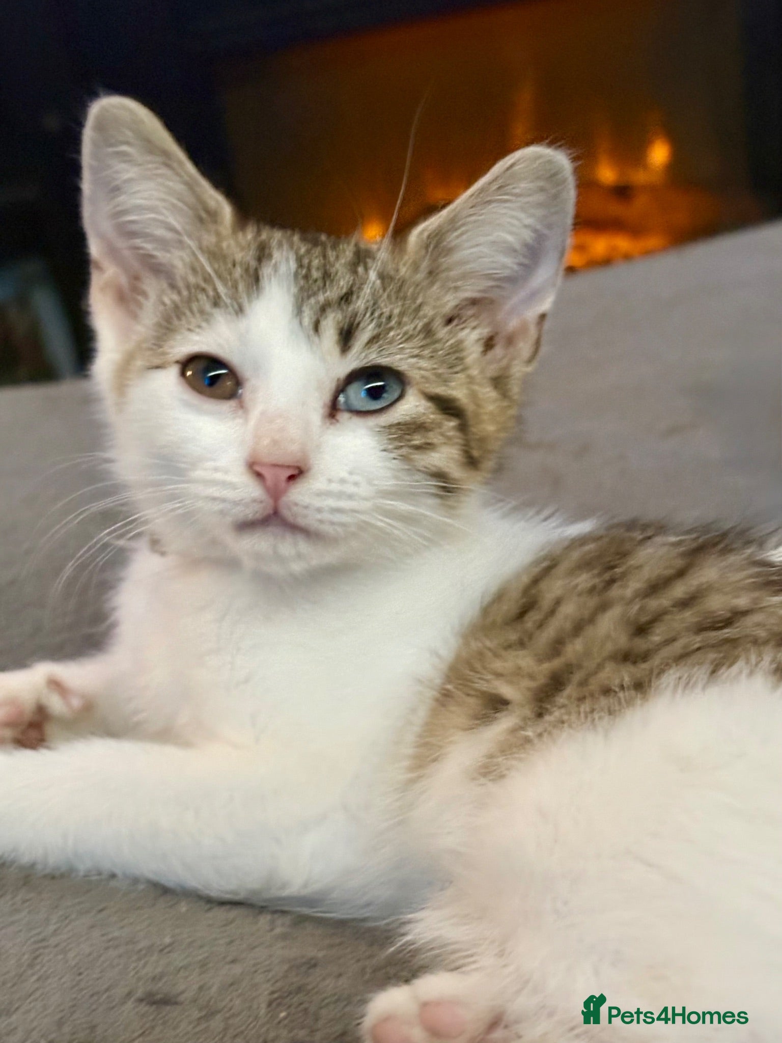 Mixed Breed cats Kittens looking for forever Homes - Advert 15
