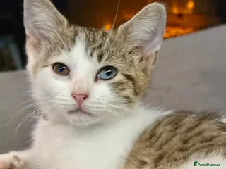 Mixed Breed cats Kittens looking for forever Homes - Advert 15