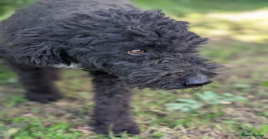 Mixed Breed dogs - Advert 6