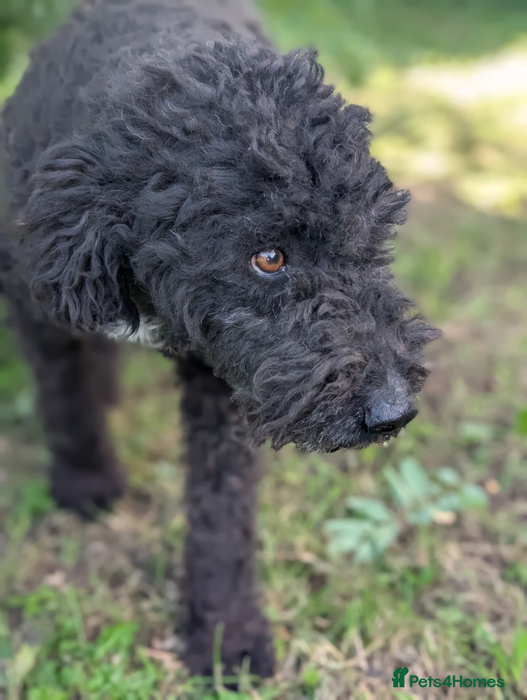 Mixed Breed dogs for sale: Handsome Hero 😍🐾 - Image 2