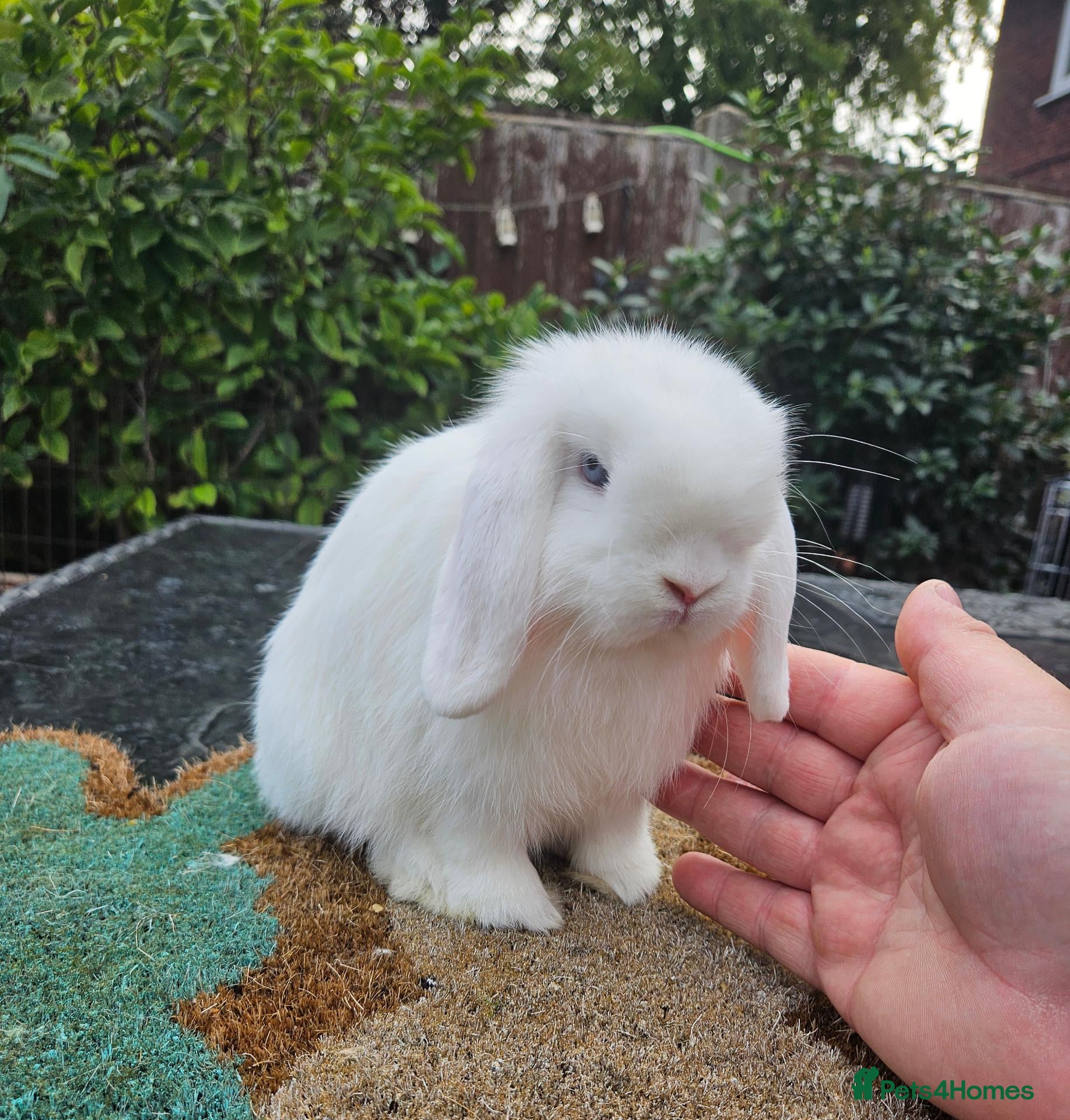 Mini Lop rabbits  baby mini lops  - Advert 19
