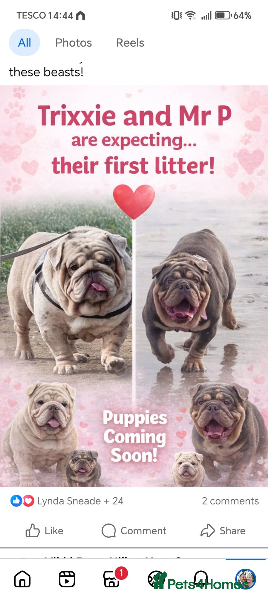 English Bulldog dogs 5 Generation 5 week old  chunky British  bulldogs  - Advert 8