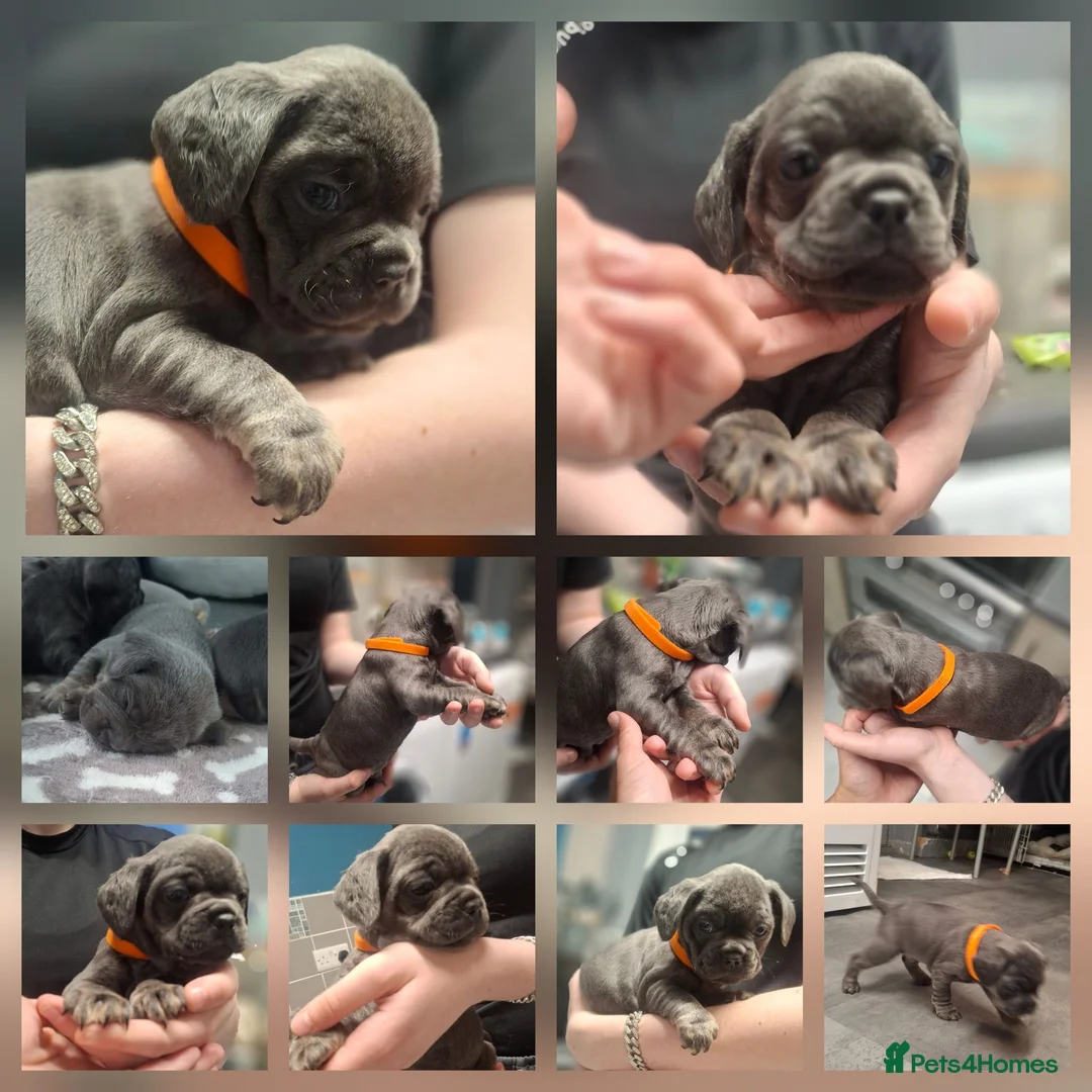 Mixed Breed dogs for sale: 3/4 french bulldog X miniature dachshund  in Dewsbury - Advert 2