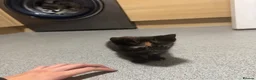 Mixed Breed cats for sale: 3 beautiful kittens for sale in Preston - Advert 6