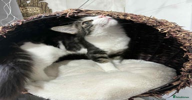 Mixed Breed cats - Advert 10