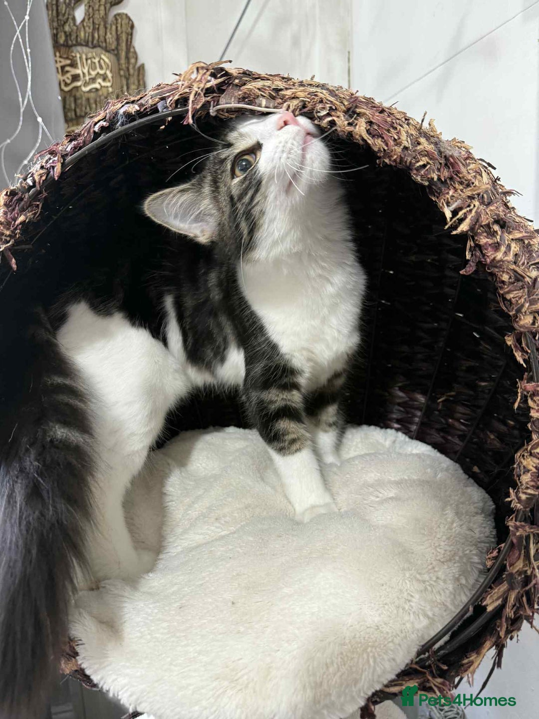 Mixed Breed cats for sale: Beautiful mixed breed looking for a new home  - Image 3