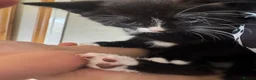 Mixed Breed dogs for sale: Mixed blk&wht  kittens available now - Advert 5