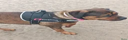 Mixed Breed dogs for sale: Rotticorso in Blackpool - Advert 5