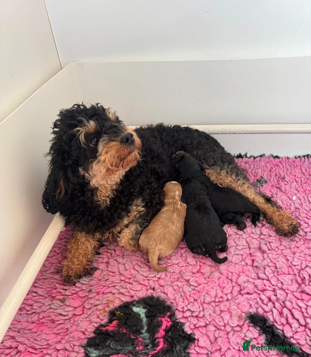 Cavapoo dogs for sale: Donna jays celebrity k9s 🌟🌟🌟🌟🌟  - Advert 2