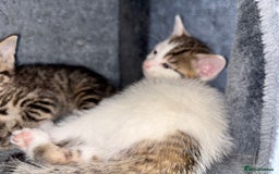 Mixed Breed cats for sale: Gorgeous kittens for sale ready for loving home  - Image 5