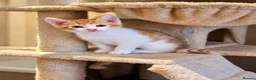 Mixed Breed cats for sale: 🐾 6 Adorable & Playful Kittens - 1 Girl & 5 Boys - Advert 22